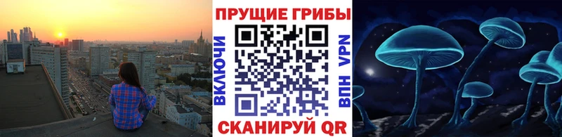 Галлюциногенные грибы Psilocybe  Гудермес 