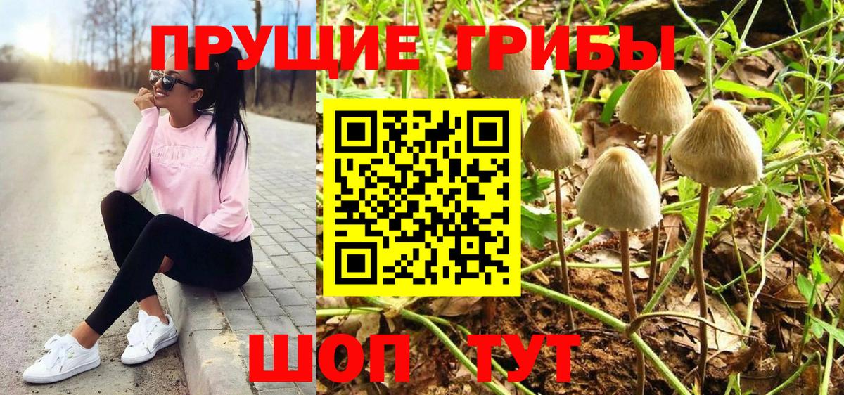 где найти наркотики  Псилоцибиновые грибы MAGIC MUSHROOMS  Гудермес  Вход с VPN  Псилоцибиновые грибы GOLDEN TEACHER 